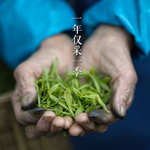 德阳生态茶零售 实地货源